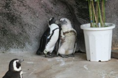 上野動物園: ケープペンギン: EOS Kiss X3: プログラムAE 1/80sec F5.6 中央部重点平均測光 ISO200 250mm EF-S55-250mm