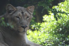 上野動物園: チーター: EOS Kiss X3: 1/320sec F5.6 中央部重点平均測光 ISO800 232mm EF-S55-250mm