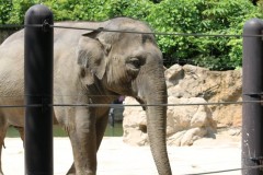 上野動物園: 象: EOS Kiss X3: プログラムAE 1/200sec F6.3 中央部重点平均測光 ISO100 55mm EF-S55-250mm