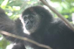 上野動物園: テナガザル: EOS Kiss X3: 1/80sec F5.6 中央部重点平均測光 ISO1600 179mm EF-S55-250mm