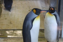 上野動物園: コウテイペンギン: ガラスケースの中: プログラムAE 1/15sec F4.0 評価測光 EV+0 ISO200 55mm EF-S55-250mm WB:オート AF:AI フォーカス AF PS:スタンダード