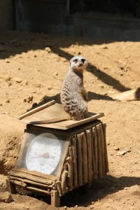 のんびりムードただよう<b>千葉市動物公園</b> - Nire.Com