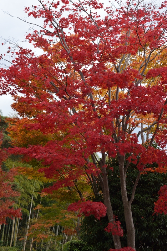 昭和記念公園: 紅葉と竹: D800: 24-70mm f/2.8G, 70mm F8 1/200sec EV-1.0 ISO1600 WB晴天