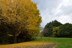 昭和記念公園: 紅葉のじゅうたん