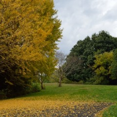 showa-kinen-park-carpet-thumbnail