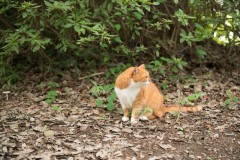 昭和記念公園: 座っている猫