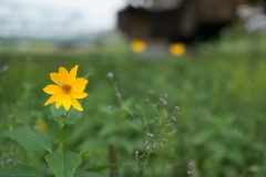 yellow-flower-under-bridge