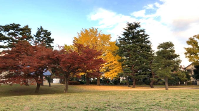 野川公園の紅葉